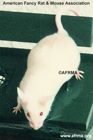 P.E. Cream Satin Mouse