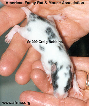 Dalmatian kitten Rat