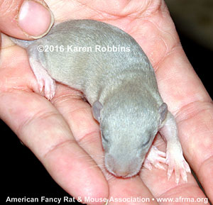 12-day-old Dumbo kitten rat