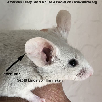 Mouse with torn ear
