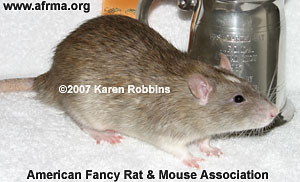 Agouti Essex Rat