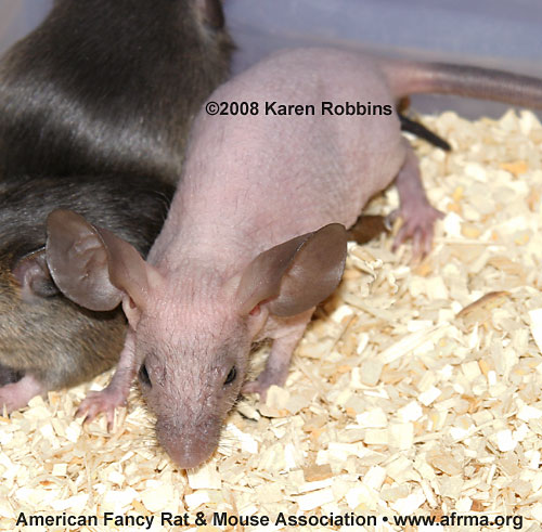 Agouti Hairless female mouse
