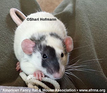 Shari Hofmann’s Patched rat