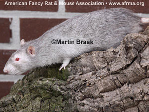 Black Marten Rat