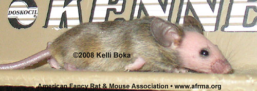 15-day-old Agouti Hairless female mouse