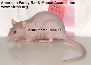 Hairless rat