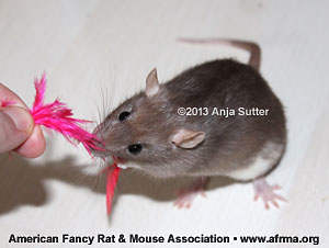 Rat playing with a feather
