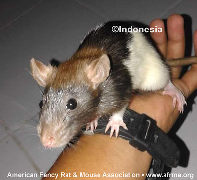 Indonesia “Red Capped” Rat
