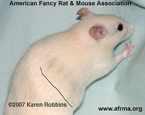 Ivory Rat with beige spot on side