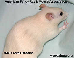 Ivory Rat with Beige-colored Hairs/Patch on side