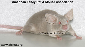 Lavender Satin mouse