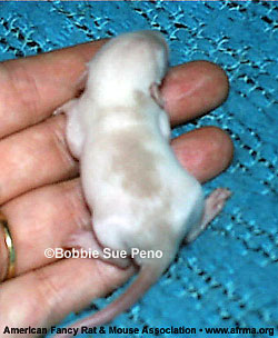 Siamese Variegated rat