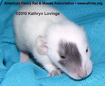 Kathryn Lovings’ Patched rat