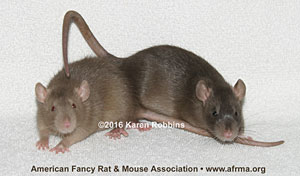 dark vs. light Siamese Sable kitten rats
