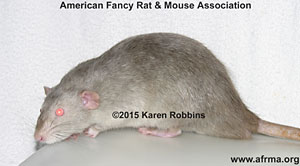 Siamese Marten Rat