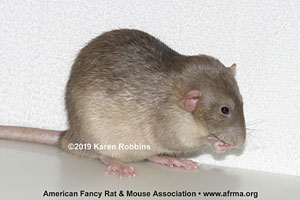 Mink Melanistic Rat