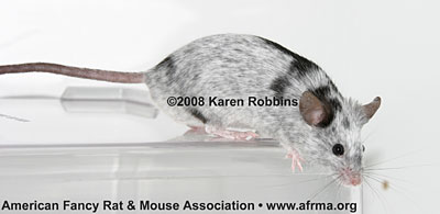 Merle mouse right side