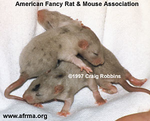 Merle Baby Rats