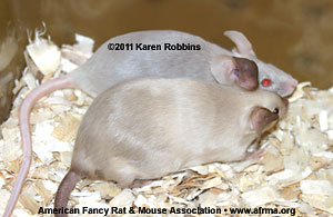 Molting Seal Point Siamese Mouse