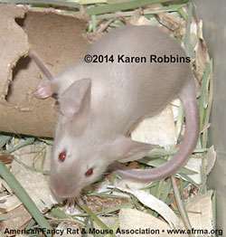Seal Point Siamese Mouse Molt