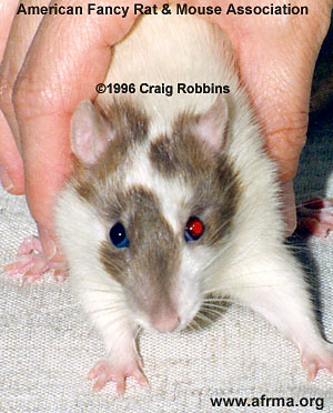 Cinnamon Odd-Eye Rat
