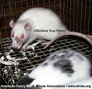 Marked Siamese rat