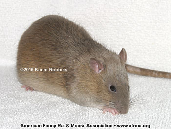 3.5-month-old Russian Blue Agouti male rat