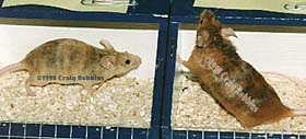 Fawn Brindle & Red Brindle Mice