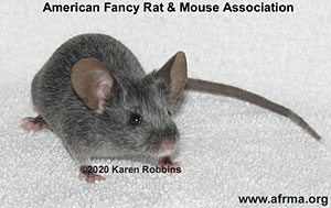 Black Roan kitten mouse
