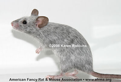 Roan mouse