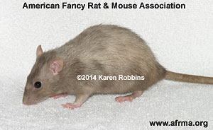Silver Lilac Variegated Rat