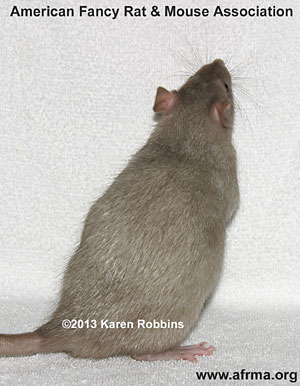 Silver Mink Rat
