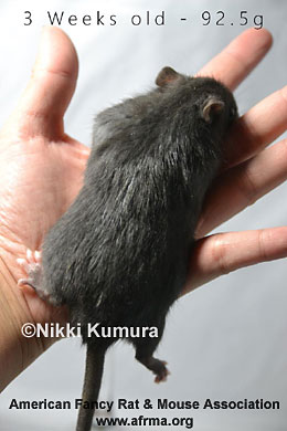3-week-old rat from a small litter