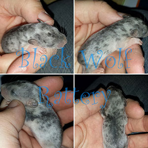 BWR Spotted Tabby Kitten Rat
