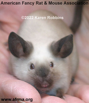 Seal Point Siamese Mouse