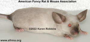 Seal Point Siamese Satin Frizzled Mouse