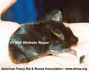 Black Tailless mouse