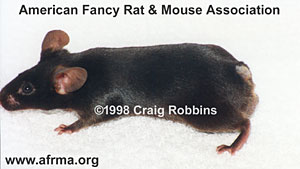 Black Tailless male mouse