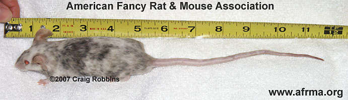 Body Size and Tail Length