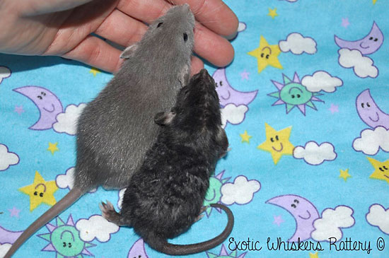 3-week-old rats born on the same day