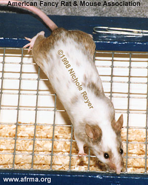 Agouti Variegated Mouse