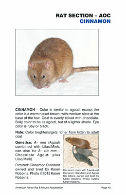 Cinnamon Rat