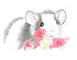 Rat Flower
