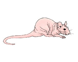 Hairless Rat