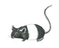 Banded Mouse