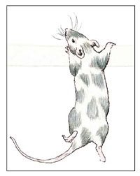 Dalmatian Rat