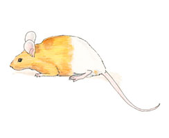 Rump White Mouse