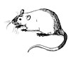 Siamese Rat