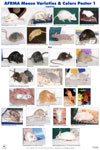 Mouse Varieties & Colors Posters