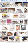 Mouse Varieties & Colors Posters